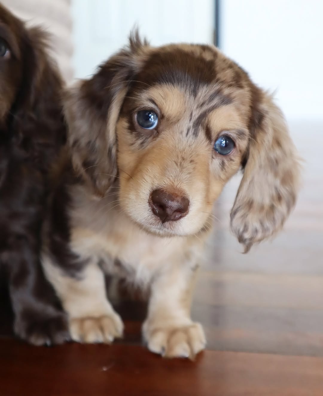 Nala