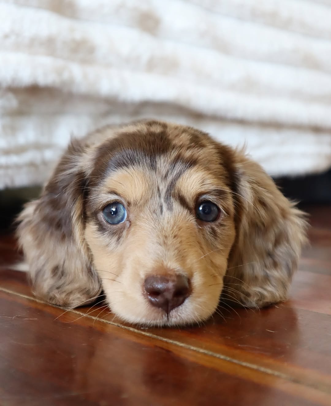Nala