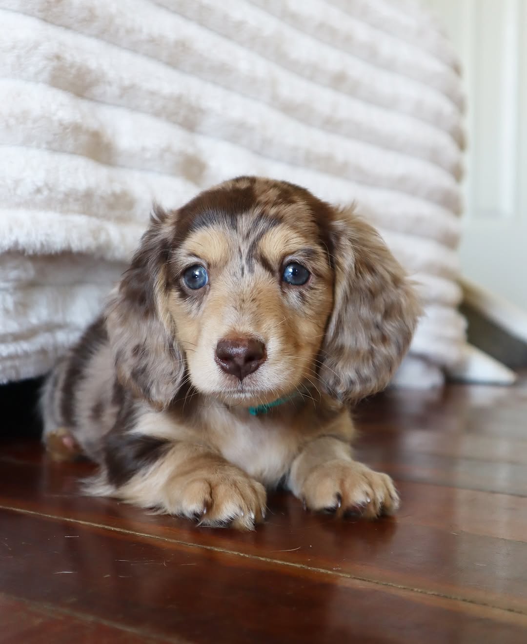 Nala