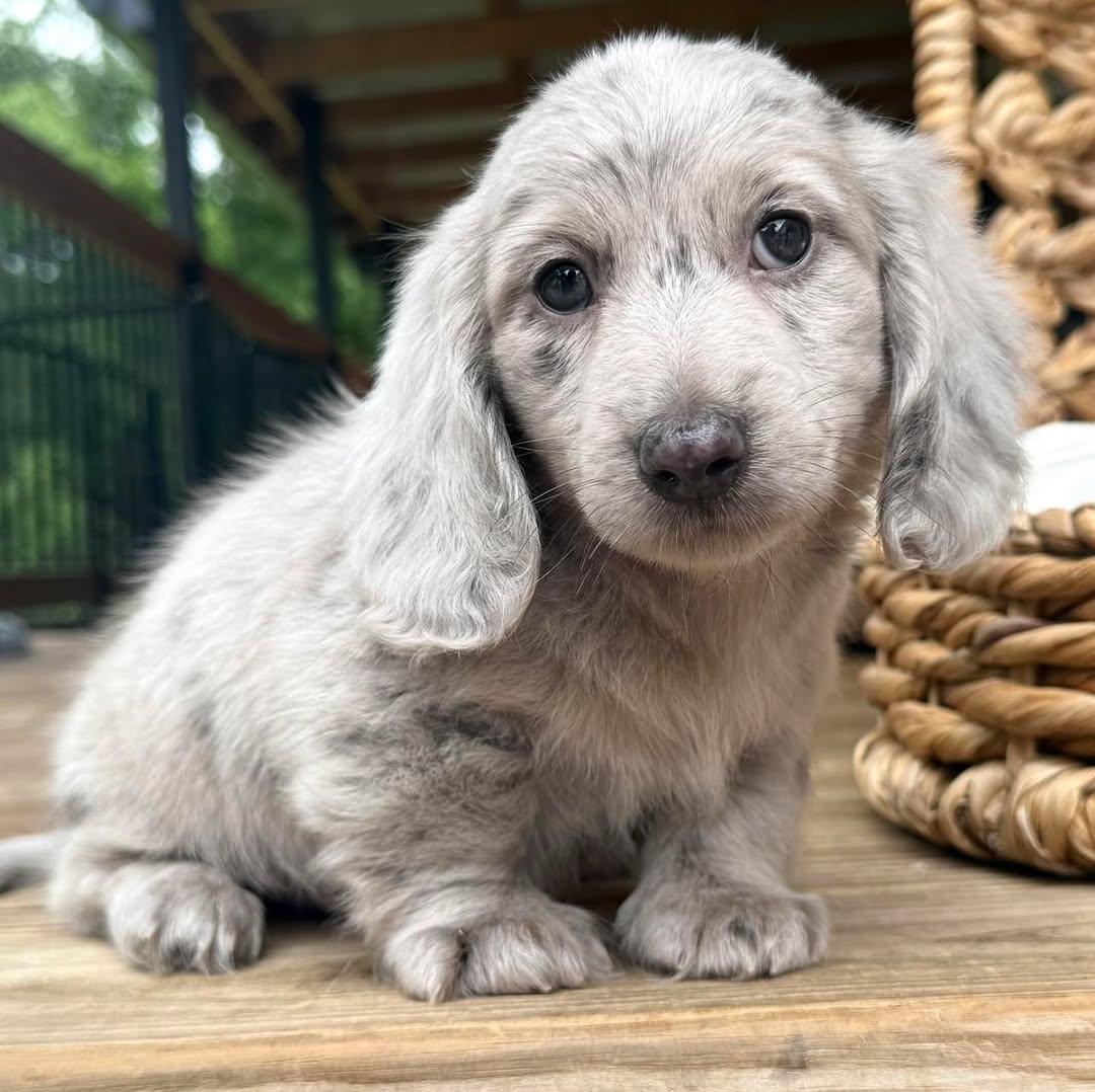 Oscar
