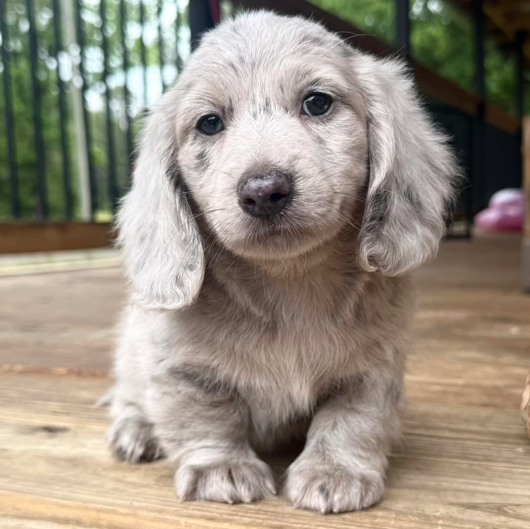 Oscar