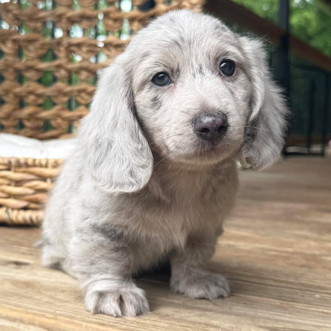 Oscar